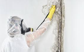 Asbestos and Lead Testing During Mold Inspection in Mahtomedi, MN